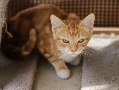 Sprinter, young, available for adoption