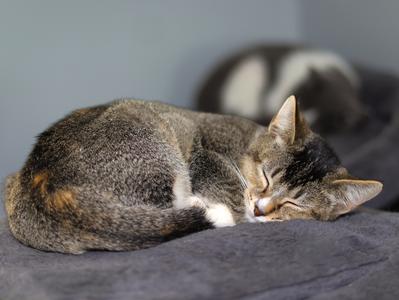 A gray tabby cat sleeping on a dark gray blanket.