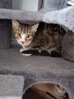 Lance, kitten, available for adoption