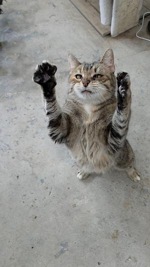 A tabby cat standing on its hind legs with its front paws raised, looking up.