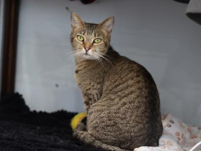 A tabby cat with green eyes sitting and looking at the camera.