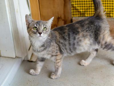 Bonnie, kitten, available for adoption
