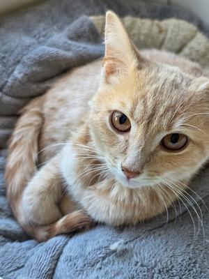 A fluffy orange tabby cat with large, expressive eyes is lying on a soft, gray blanket. The cat's fur is a mix of light orange and white, and it appears to be resting comfortably with its paws tucked under its body. The background is a cozy, textured blanket, giving the image a warm and inviting feel.