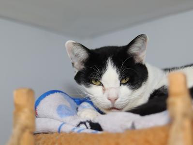 A black and white cat with yellow eyes is lying on a blue blanket, resting its head on a wooden structure.