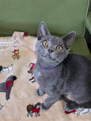 A gray cat with yellow eyes wearing a purple collar sits on a blanket with dog patterns.