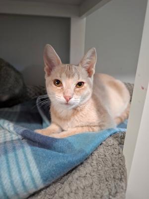 A light-colored cat with large ears and golden eyes is lying on a blue and white striped blanket. The cat is looking directly at the camera with a calm expression. The background includes a gray wall and a white structure, possibly a cat bed or shelf.