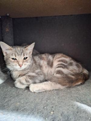 A gray tabby cat with white paws and chest, lying down on a gray surface.