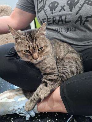 Hoyt, adult, available for adoption