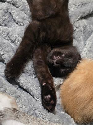 Kora, available for adoption