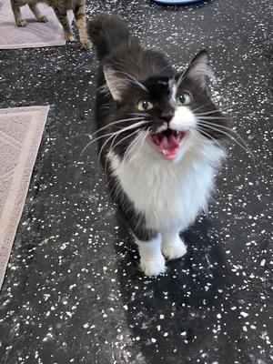 A black and white cat with a fluffy coat is standing on a speckled floor, looking up with its mouth open as if meowing. The cat has large, expressive eyes and prominent whiskers.