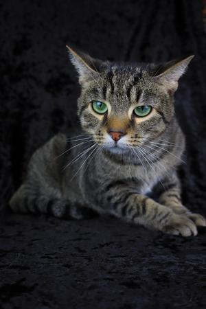 A tabby cat with green eyes