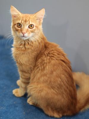 Brinkley, kitten, available for adoption