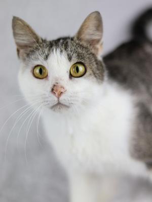 A close-up of a white and gray cat with yellow eyes.