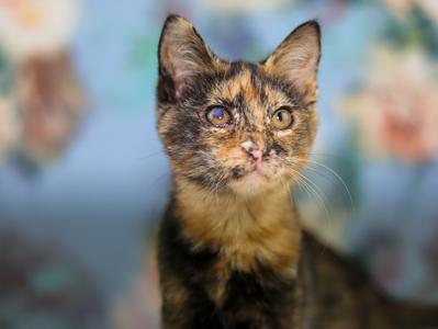 Helen, kitten, available for adoption