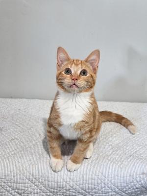 A small orange and white kitten sitting on a textured white surface, looking directly at the camera with wide eyes.