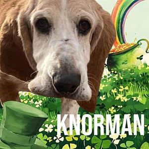 Knorman, Basset Hound, senior, available for adoption