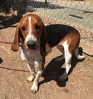 Oreo, Beagle, adult, available for adoption