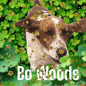 Bo Woods, Basset Hound, senior, available for adoption