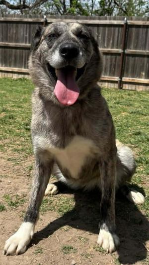 Adelind, Husky / Mixed Breed, adult, available for adoption