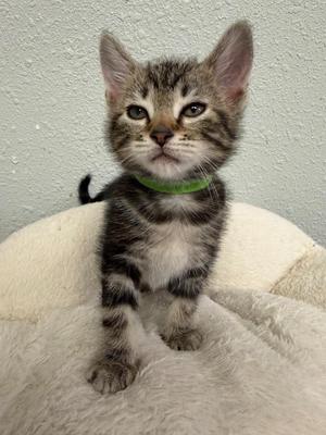 A tabby kitten with a green collar sitting on a white blanket.