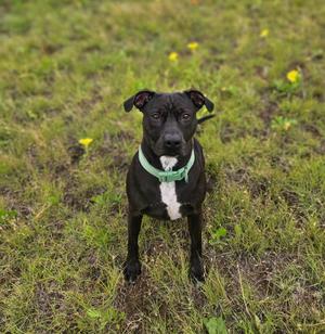 A black dog with a white chest and a light green collar sits on a grassy field with yellow flowers.