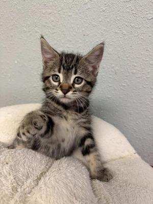 A close-up photograph of a small brown tabby kitten with large ears sitting on a soft white surface.