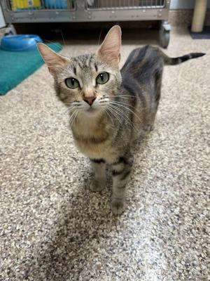 Kiwi, young, available for adoption