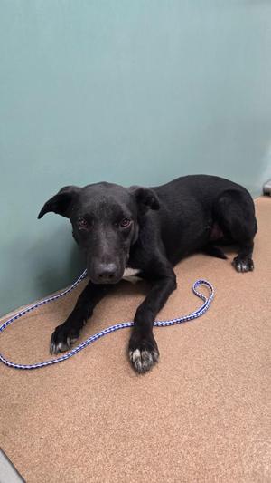 Dutton, Border Collie, young, available for adoption