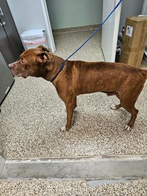 Herbert, Pit Bull Terrier / Staffordshire Bull Terrier, adult, available for adoption