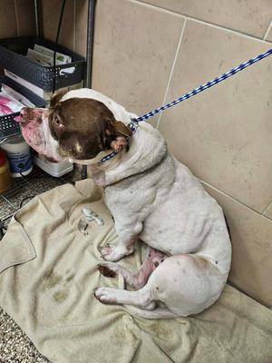 A white and brown dog with a blue and white leash, sitting on a beige towel on the floor.