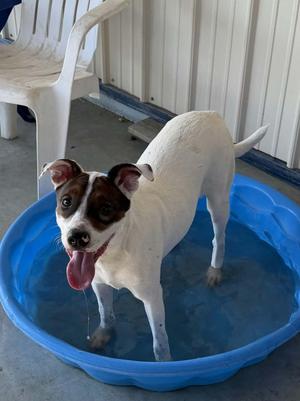 Bailey, Mixed Breed, young, available for adoption