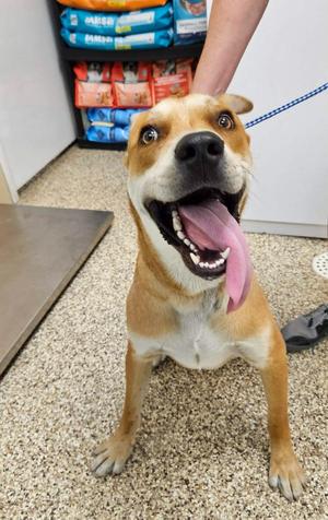 Sunny, Mixed Breed, young, available for adoption