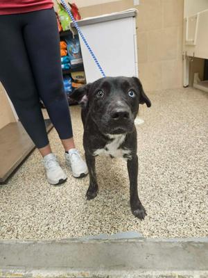 Sandy, Mixed Breed, young, available for adoption