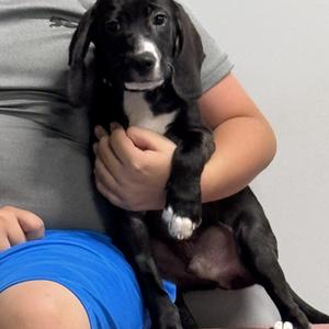 Diesel, Shetland Sheepdog / Sheltie / Beagle, young, available for adoption