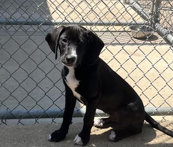 Diesel, Shetland Sheepdog / Sheltie / Beagle, puppy, available for adoption