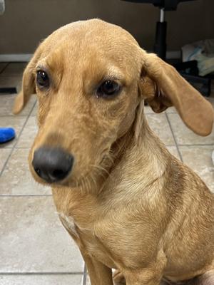 Sandy, Redbone Coonhound, young, available for adoption