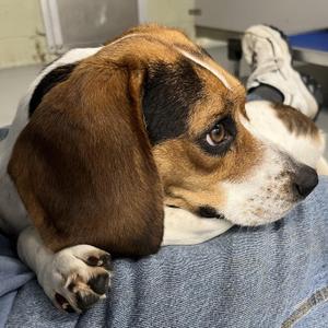 Emma, Beagle / Jack Russell Terrier, adult, available for adoption