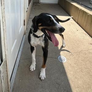 Skeeter, Foxhound, young, available for adoption