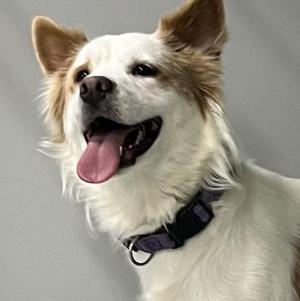 Arlo, American Eskimo Dog / Cattle Dog, adult, available for adoption