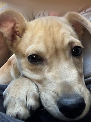 Alfredo, Terrier, young, available for adoption