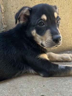 T-Rav, Terrier, young, available for adoption