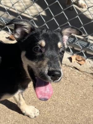 Rigatoni, Terrier, young, available for adoption