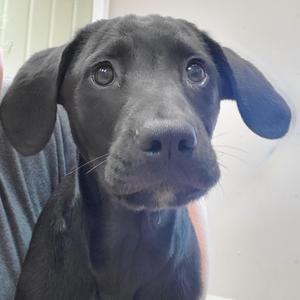 Kendall, Labrador Retriever, puppy, available for adoption