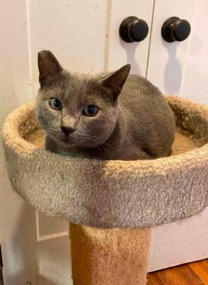 BALOO, young, available for adoption