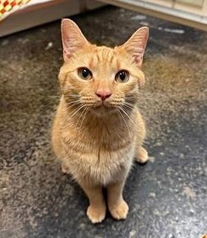 BABY O, young, available for adoption
