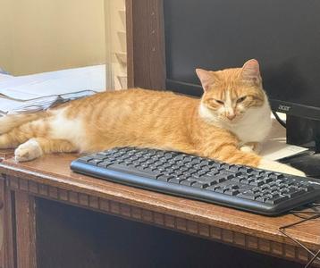 AMBER, young, available for adoption