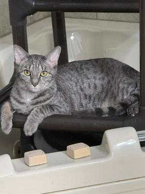 A gray tabby cat with green eyes is lying on a black chair, looking directly at the camera. The cat's front paws are resting on the armrest of the chair, and its body is stretched out. The background includes a white surface and some beige objects on a ledge.