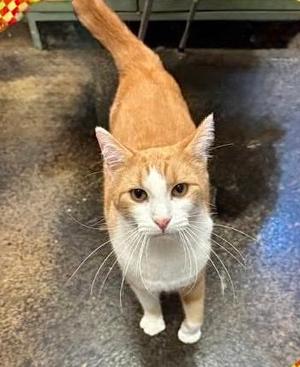 BEIGNET, young, available for adoption