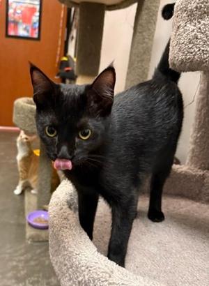 BINX, young, available for adoption