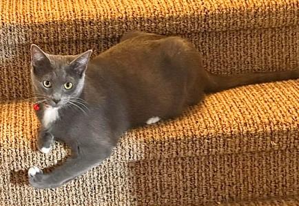 BITZY, young, available for adoption